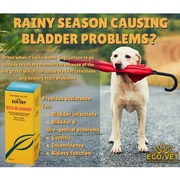 Eco-Bladder: Bladder Problems (Animals)
