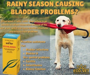 Eco-Bladder: Bladder Problems (Animals)