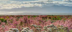 A Pink Winter Wonderland in Fynbos During May: Erica Irregularis