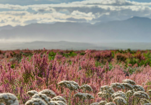 A Pink Winter Wonderland in Fynbos During May: Erica Irregularis