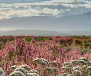 A Pink Winter Wonderland in Fynbos During May: Erica Irregularis