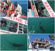Daily Blog: 19 February 2023 | Shark Cage Diving in South Africa