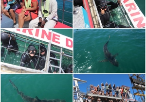 Daily Blog: 19 February 2023 | Shark Cage Diving in South Africa