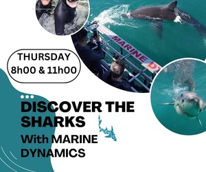 Next Marine Dynamics Shark Cage Diving Trip: 23 February 2023