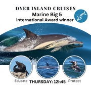 Next Dyer Island Marine Big 5 Tour: 23 February 2023