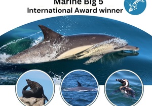 Next Dyer Island Marine Big 5 Tour: 23 February 2023