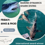 Next Marine Dynamics Shark Cage Diving Trip: 24 February 2023