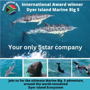 Next Dyer Island Marine Big 5 Tour: 28 February 2023