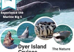Next Dyer Island Marine Big 5 Tour: 3 March 2023
