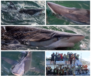 Daily Blog: 1 March 2023 | Shark Cage Diving in South Africa