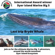 Next Dyer Island Marine Big 5 Tour: 4 March 2023