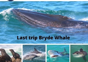 Next Dyer Island Marine Big 5 Tour: 4 March 2023