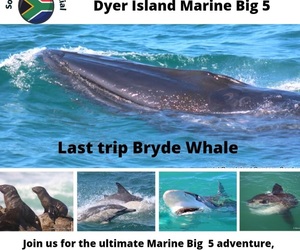 Next Dyer Island Marine Big 5 Tour: 4 March 2023