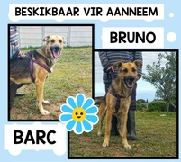Up for Adoption: Bruno