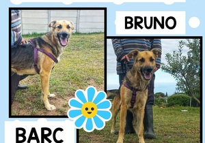 Up for Adoption: Bruno