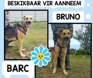 Up for Adoption: Bruno