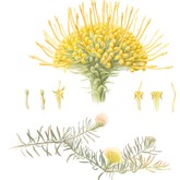 Christiaan Lochner - Leucospermum Prostratum - Grootbos Florilegium - Xplorio™ Gansbaai