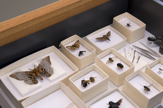 grootbos_florilegium_art_gallery_gallery_insects_1__1678458119