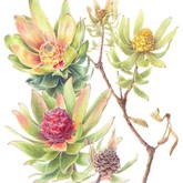 Isabelita van Zyl - Leucadendron Tinctum - Grootbos Florilegium - Xplorio™ Gansbaai
