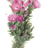 Jenny Hyde-Johnson - Phaenocoma Prolifera - Grootbos Florilegium - Xplorio™ Gansbaai