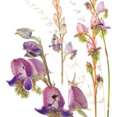 Jenny Hyde-Johnson - Disa Lugens - Grootbos Florilegium - Xplorio™ Gansbaai
