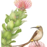 Lynda De Weet - Lospermum Patersonii - Grootbos Florilegium - Xplorio™ Gansbaai