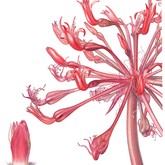 Martine Robinson - Brunsvigia Orientalis - Grootbos Florilegium - Xplorio™ Gansbaai