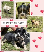 Puppies for Adoption