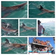 Daily Blog: 14 March 2023 | Shark Cage Diving in South Africa