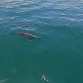 Common Dolphins and Cape Fur Seals