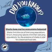Sharks Keep Marine Ecosystems Balanced