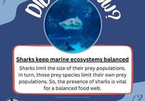 Sharks Keep Marine Ecosystems Balanced