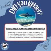 Sharks Move Nutrients Around The Ocean