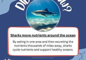 Sharks Move Nutrients Around The Ocean