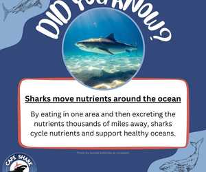 Sharks Move Nutrients Around The Ocean