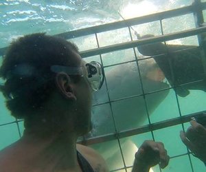 Next Marine Dynamics Shark Cage Diving Trip: 18 March 2023