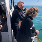 Shark Cage Diving - White Shark Projects - Xplorio™ Gansbaai