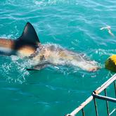 Shark Cage Diving - White Shark Projects - Xplorio™ Gansbaai