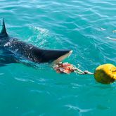 Shark Cage Diving - White Shark Projects - Xplorio™ Gansbaai