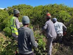 Cutting Firebreaks and Upcoming Cleanup