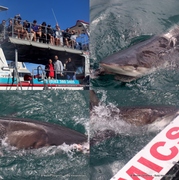 Daily Blog: 22 March 2023 | Shark Cage Diving in South Africa