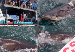 Daily Blog: 22 March 2023 | Shark Cage Diving in South Africa