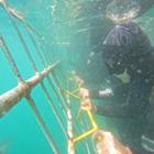 Shark Cage Diving - White Shark Projects - Xplorio™ Gansbaai