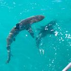 Shark Cage Diving - White Shark Projects - Xplorio™ Gansbaai