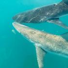 Shark Cage Diving - White Shark Projects - Xplorio™ Gansbaai