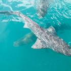 Shark Cage Diving - White Shark Projects - Xplorio™ Gansbaai