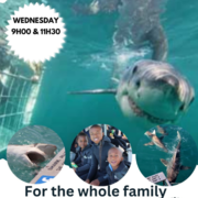 Next Marine Dynamics Shark Cage Diving Trip: 29 March 2023