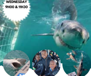 Next Marine Dynamics Shark Cage Diving Trip: 29 March 2023