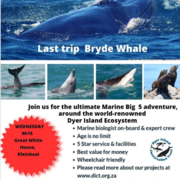 Next Dyer Island Marine Big 5 Tour: 29 March 2023