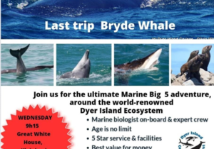 Next Dyer Island Marine Big 5 Tour: 29 March 2023